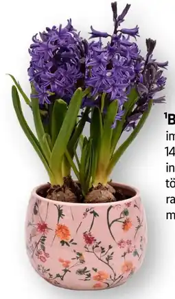 Edeka Blumenzwiebeln Angebot