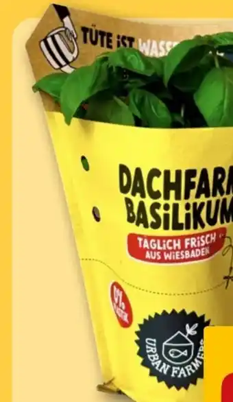 REWE Center Dachfarm Basilikum Angebot