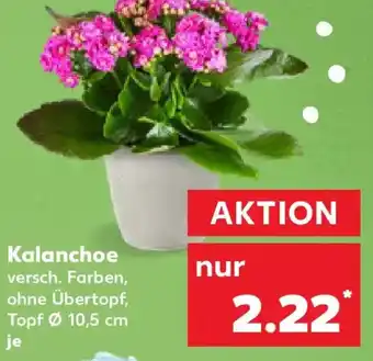 Kaufland Kalanchoe Angebot