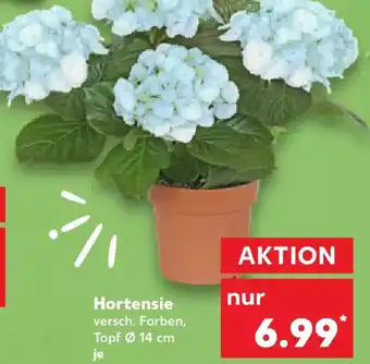Kaufland Hortensie Angebot