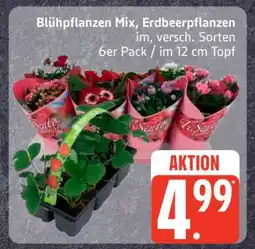 Edeka Blühpflanzen Mix, Erdbeerpflanzen Angebot