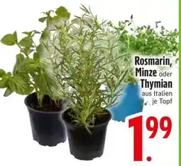 Edeka Rosmarin, Minze oder Thymian Angebot