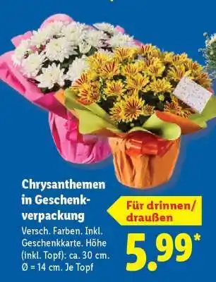 Lidl Chrysanthemen in Geschenkverpackung Angebot