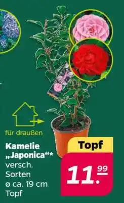 Netto Kamelie 'Japonica' Angebot