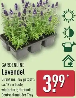 Aldi Nord GARDENLINE Lavendel Angebot