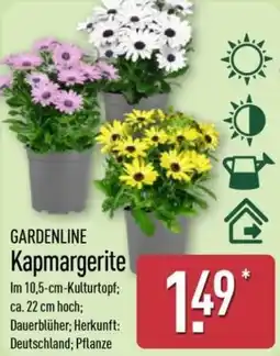 Aldi Nord GARDENLINE Kapmargerite Angebot