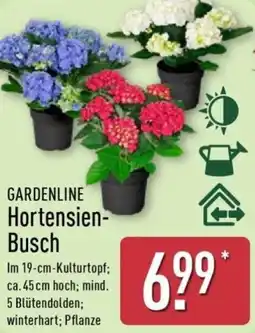 Aldi Nord GARDENLINE Hortensien Busch Angebot
