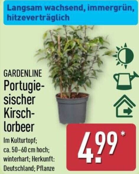 GARDENLINE Portugiesischer Kirschlorbeer Angebot bei Aldi Nord