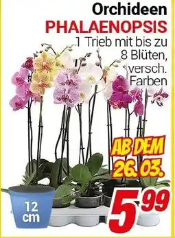 CENTERSHOP Orchideen PHALAENOPSIS Angebot