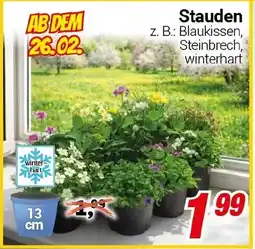 CENTERSHOP Stauden Angebot