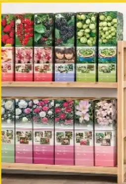 CENTERSHOP Clematis Angebot