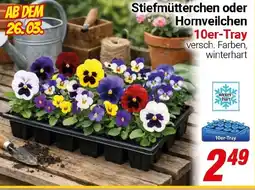 CENTERSHOP Stiefmütterchen oder Hornveilchen Angebot