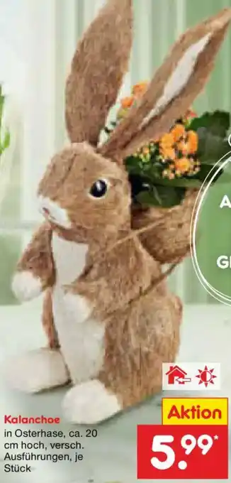 Netto Marken-Discount Kalanchoe Angebot