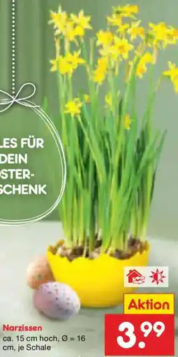 Netto Marken-Discount Narzissen Angebot