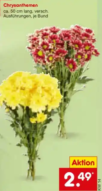 Netto Marken-Discount Chrysanthemen Angebot