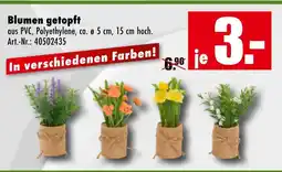 Möbel Mahler Blumen getopft Angebot
