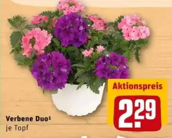 REWE City Verbene Duo Angebot