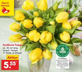 Netto Marken-Discount Großbund Tulpen Angebot