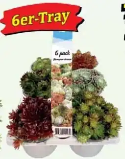 Wiglo Wunderland Hauswurz 6er-Tray Angebot
