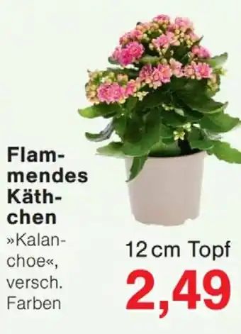 Wiglo Wunderland Flammendes Käthchen Angebot