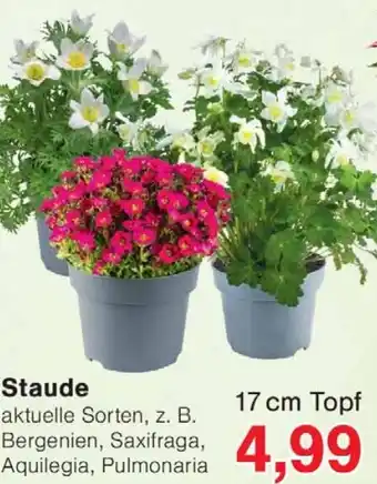 Wiglo Wunderland Staude Angebot