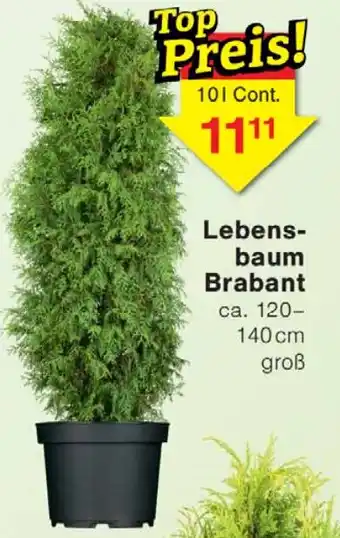 Wiglo Wunderland Lebensbaum Brabant Angebot