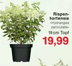 Wiglo Wunderland Rispen hortensie Angebot