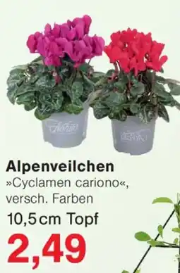 Wiglo Wunderland Alpenveilchen Angebot