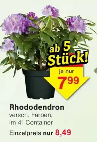 Wiglo Wunderland Rhododendron Angebot