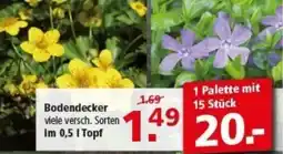 Multi Markt Bodendecker Angebot