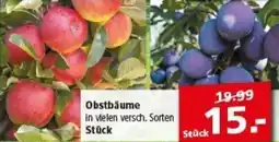 Multi Markt Obstbäume Angebot