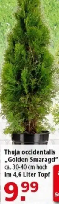 Multi Markt Thuja occidentalis „Golden Smaragd" Angebot