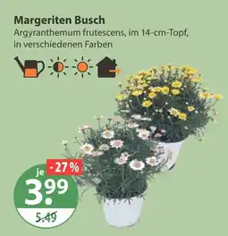 V Markt Margeriten busch Angebot