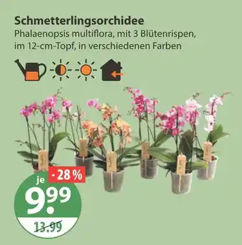 V Markt Schmetterlingsorchidee Angebot