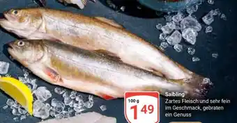 Globus Saibling Angebot