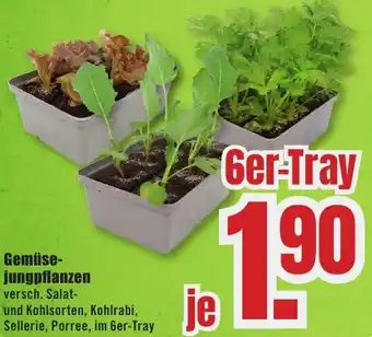 B1 Discount Baumarkt Gemüsejungpflanzen Angebot