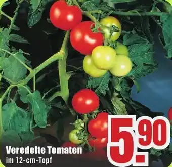 B1 Discount Baumarkt Veredelte Tomaten Angebot