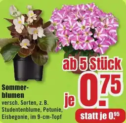 B1 Discount Baumarkt Sommer blumen Angebot