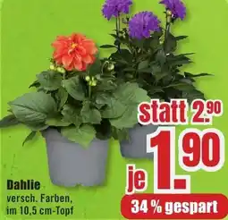 B1 Discount Baumarkt Dahlie Angebot