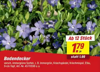 toom Baumarkt Bodendecker Angebot