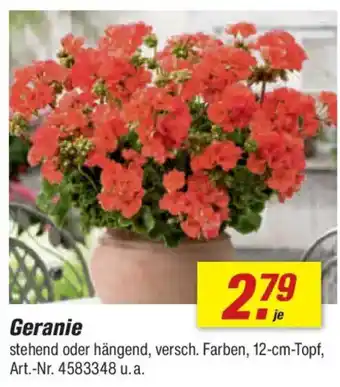 toom Baumarkt Geranie Angebot