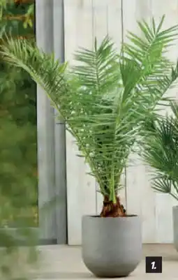 toom Baumarkt Palmen Phoenixpalme, 30-cm-Topf Angebot
