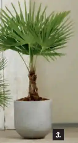toom Baumarkt Palmen Hanfpalme, 32-cm-Topf, Angebot
