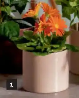 toom Baumarkt Zimmerpflanzen Gerbera, 12-cm-Topf Angebot