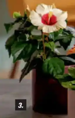 toom Baumarkt Zimmerpflanzen Hibiskus, 13-cm-Topf Angebot