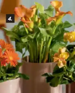 toom Baumarkt Zimmerpflanzen Calla, 13-cm-Topf Angebot