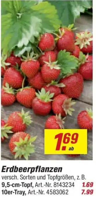 toom Baumarkt Erdbeerpflanzen Angebot