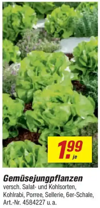 toom Baumarkt Gemüsejungpflanzen Angebot