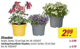 toom Baumarkt Stauden Angebot