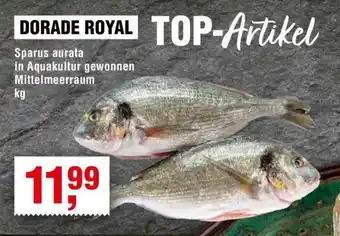 Handelshof Dorade royal Angebot